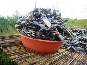 kasepa, dried fish, bangweulu