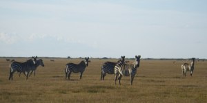 bangweulu, zebras, chikuni, chimbwe plain