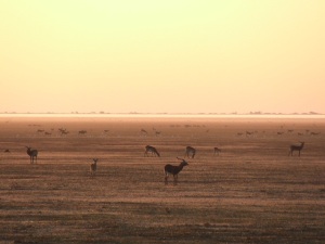 black lechwe, bangweulu, antelopes, African Parks