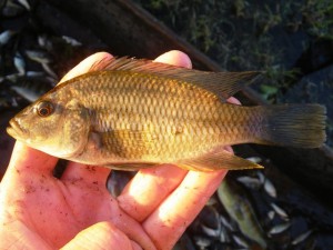 Sargochromis mellandi, bangweulu, chikuni