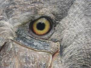 shoebill eye