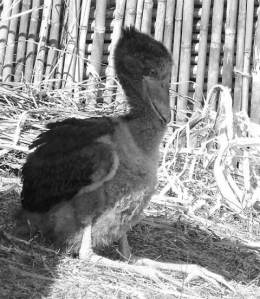 Shoebill chick Bangweulu