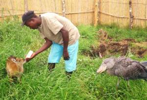 Kapotwe begging for milk from Mulenga, with an orphan black lechwe
